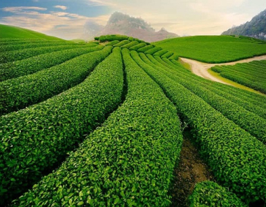 Bảo Lộc: Vang danh một xứ Trà