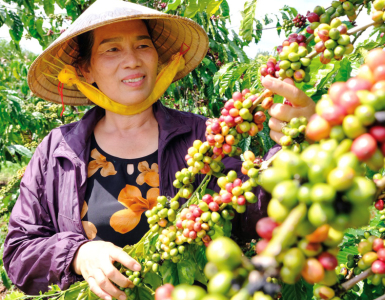 Cơ hội cho người trồng cà phê Robusta ở Lâm Đồng