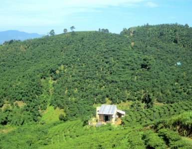 Mùa Cà Phê Ở Bảo Lộc